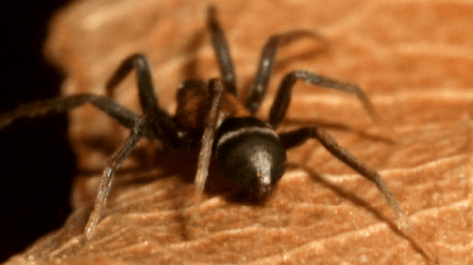 Micaria sociabilis